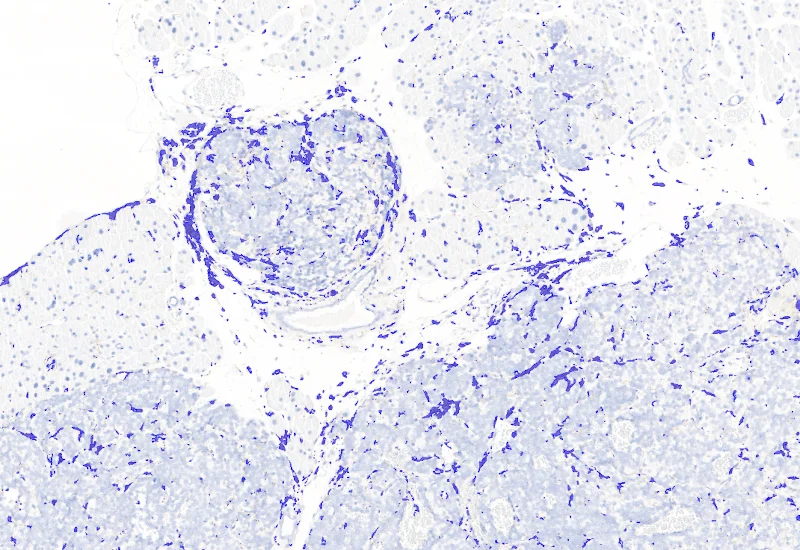 Dynamic Content Image